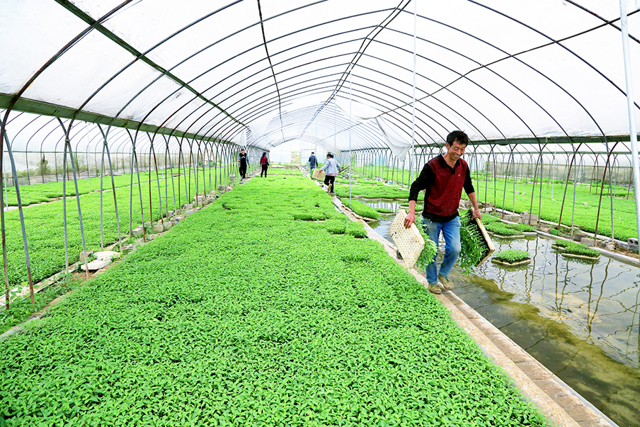 遵義市播州區(qū)辣椒（蔬菜）商品化育苗中心建設項目招商方案